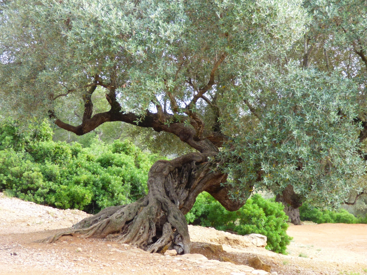El Maestrat, la zona con m&aacute;s olivos milenarios del mundo