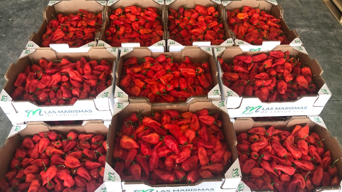 La reconversi&oacute;n de los floricultores de las marismas de Lebrija-copia