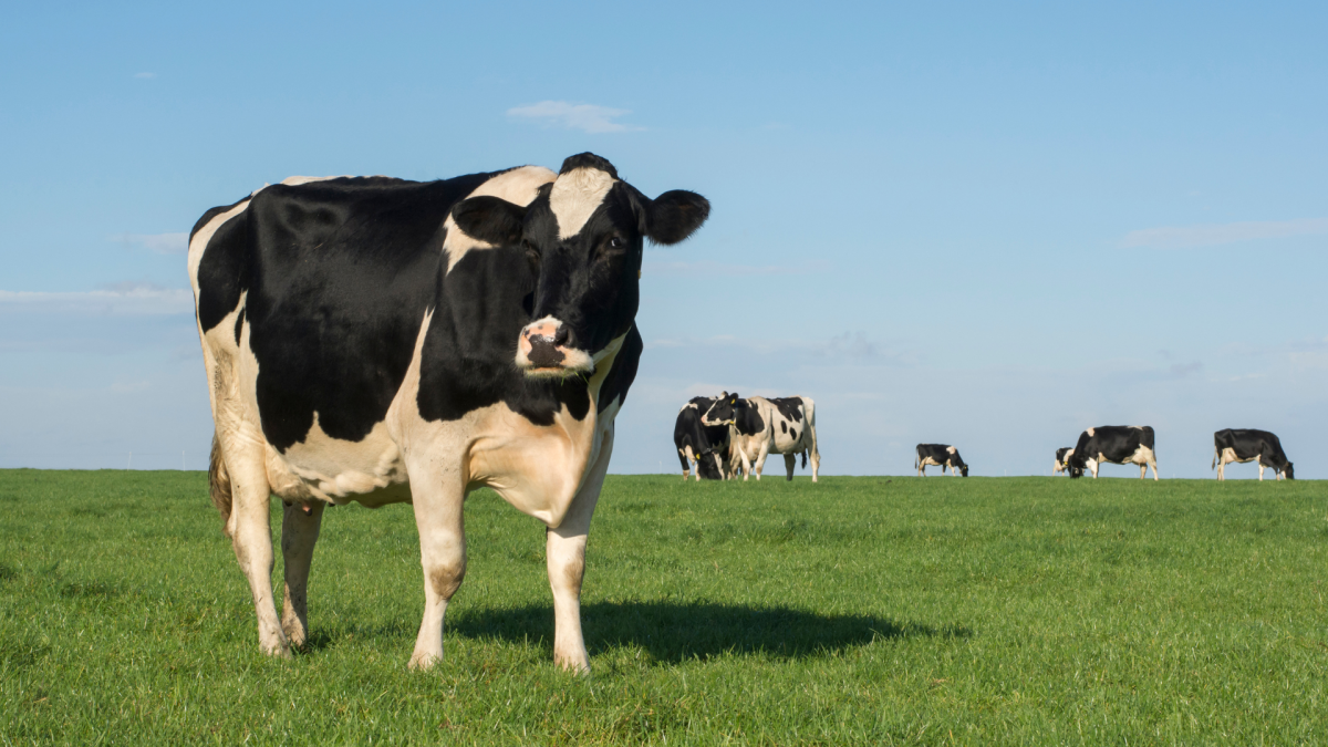 Breve manual de estrategias de venta para peque&ntilde;os ganaderos independientes