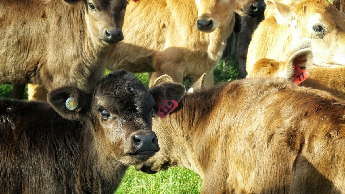 El crotal electr&oacute;nico: &iquest;avance o capricho?